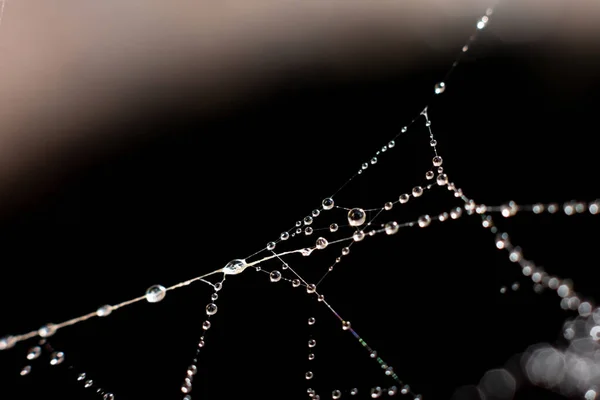 Naturlig Bakgrund Med Spindelväv Komplicerad Struktur Våt Väv Tråd Körtel — Stockfoto