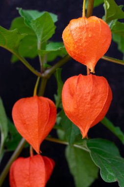 Turuncu çiçekli Çin feneri olarak da bilinen Physalis bitkisi ve siyah arka planda parlak güneş ışığı altında yeşil yapraklar.