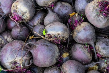 Arka plan olarak pancar kökleri veya desen bahçede yeni toplanır. Mevsimlik sebze hasadı