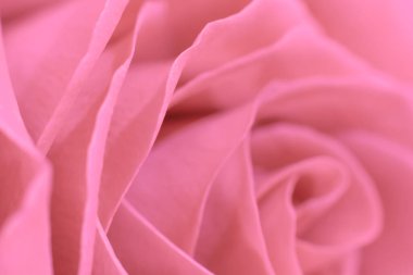 Pembe Marco Rose Çiçeği. Bol yapraklı, yumuşak, narin çiçek arkaplanı. Sevgililer Günü kartları için boşluk ve tasarım ögesini kopyala