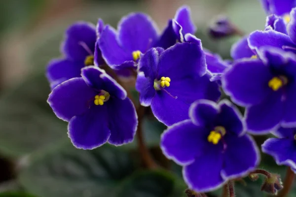 Makro Fénykép Sok Virágzó Afrikai Ibolya Virág Szentek Kék Színekben — Stock Fotó