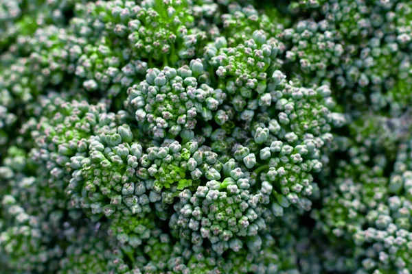 브로콜리는 침입자가 됩니다 극도로 가까이 꽃양배추의 매크로 — 스톡 사진