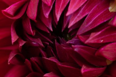Burgundy Dahlia çiçeğinin yumuşak yapraklı Macro fotoğrafı. Çiçek arkaplanı