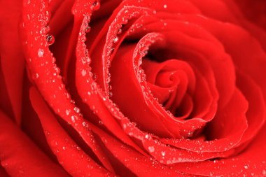 İpeksi kırmızı gül makrosu çiçeğinden yapılmış parlak canlı çiçek arkaplanı. Sarmal çekirdeği kapat, yaprakların üzerindeki su tanecikleriyle kokulu çiçekler.