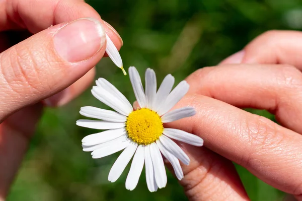 Close up white chamomile flower in female fingers. Tearing off petals as guess game.Young woman hands hold one single white chamomile flower.