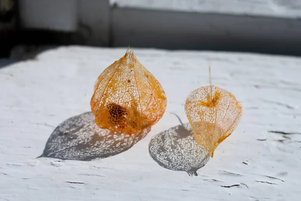 Filligree Orange Skeleton Flowers Physalis Chinese Lantern White Windowsill Ornamental — Stock Photo, Image