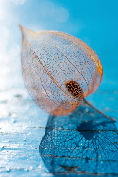 Bakgrundsbelyst Säsongsbetonad Höst Skelett Physalis Blomma Med Prydnads Skuggor Vertikalt — Stockfoto