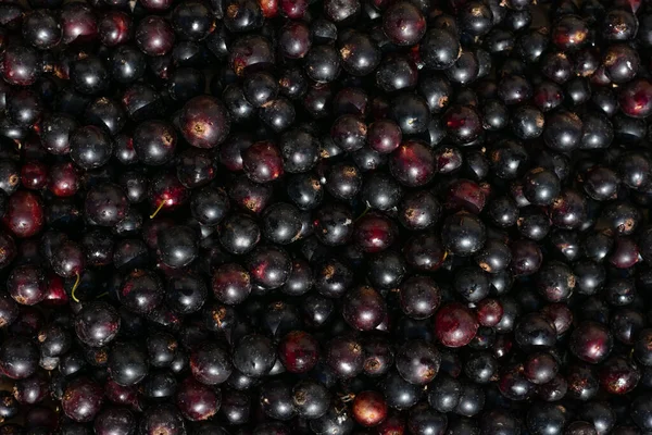 Muster Aus Frisch Gepflückten Schwarzen Johannisbeeren Gewaschene Vegetarische Beeren Ernten — Stockfoto