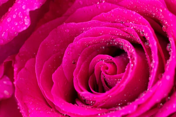 Magenta Molhada Macro Rosa Flor Gotas Água Minúsculas Pétalas Seda — Fotografia de Stock