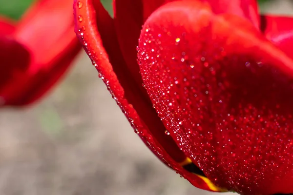 Макро Падает Первые Весенние Цветы Марта Красный Лепесток Тюльпана Макро — стоковое фото