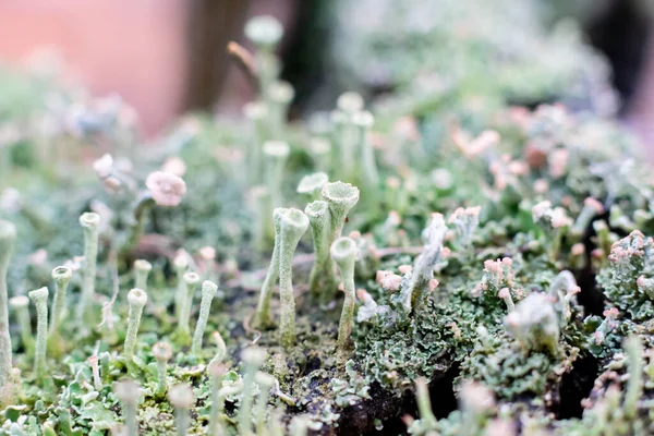 Lichen Bitkisinin Adı Cladonia Moss Ormanda Yetişiyor Skandinav Ormanında Yosun — Stok fotoğraf