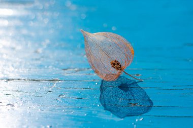 Tek bir bitki örtüsü Çin feneri zarif filigran iskeleti parlak yaz güneşi altında ve mavi ahşap arka planda gölgeler var. Metin için alanı kopyala