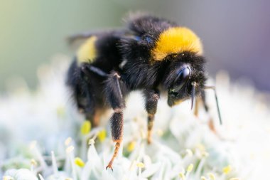 Siyah ve sarı kabarık yaban arısı küçük çiçeklerin üzerinde oturuyor. Makro fotoğraf.
