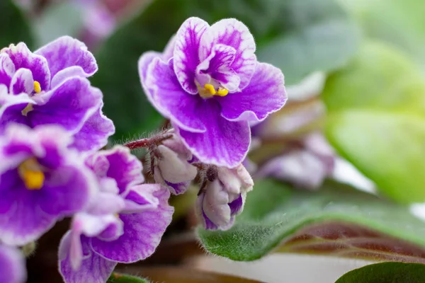 Makro Fénykép Afrikai Ibolya Virág Szentjánoskenyér Bimbók Virágzik — Stock Fotó