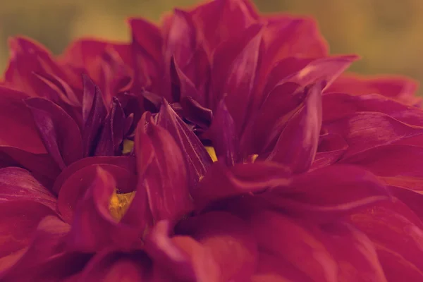 Квітка Даль Бордово Червоному Червоному Кольорі Великою Кількістю Пелюсток Жовтим — стокове фото
