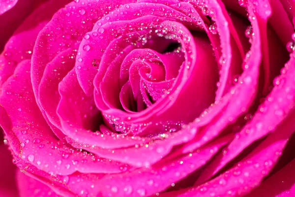 Magenta Molhada Macro Rosa Flor Com Brilhantes Pequenas Contas Água — Fotografia de Stock