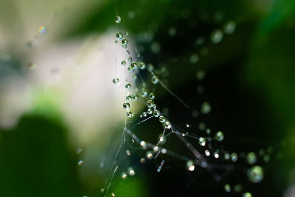 湿透了的蜘蛛网 上面有很多小圆球状的水滴 易碎纤细的蜘蛛网 — 图库照片