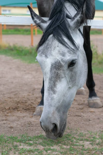 Zbliż Pionowy Portret Oślepionego Konia Jedzącego Trawę Wewnątrz Padoku — Zdjęcie stockowe