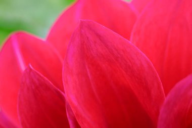 Birçok kırmızı taç yaprakları son derece narin ve narin. Tasarım elementi olarak çiçek arkaplanı.