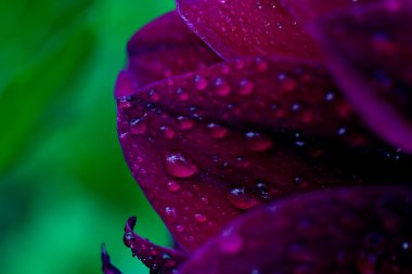 Yeşil arka planda bol su damlacıkları olan Burgundy yaprağı. Botanik çiçekli arka plan makro fotoğrafı.