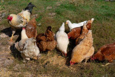 Evcil tavuk sürüsü özgürce otluyor ve tahılları gagalıyor. Kır çiftliği.