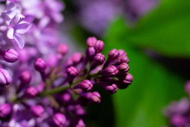 Makro leylak tomurcukları çiçek açmaya hazır. Botanik çiçeği fotoğrafı