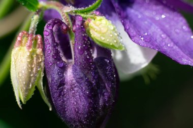 Büyükannenin kaput çiçeğinin arkası ve yazın bahçede parlak güneş ışığıyla tomurcuklanıyor.