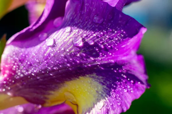 Macro Foto Flor Gladíolo Roxo Molhado Com Gotas Orvalho Água — Fotografia de Stock