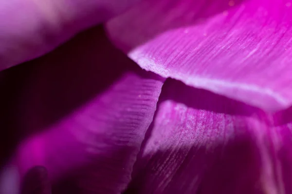 Macro Pétalos Iluminados Por Sol Tulipán Púrpura Brillante Fondo Floral — Foto de Stock
