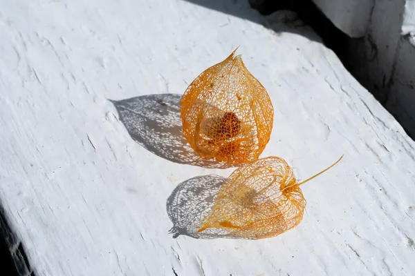 Dua Halus Tipis Filligree Oranye Kerangka Bunga Physalis Atau Cina — Stok Foto