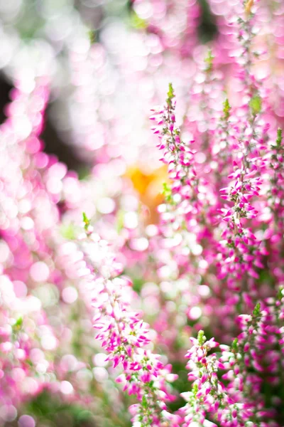 Vertical Floral Background Blossoming Heather Flowers Common Known Callluna Vulgarus Royalty Free Stock Photos