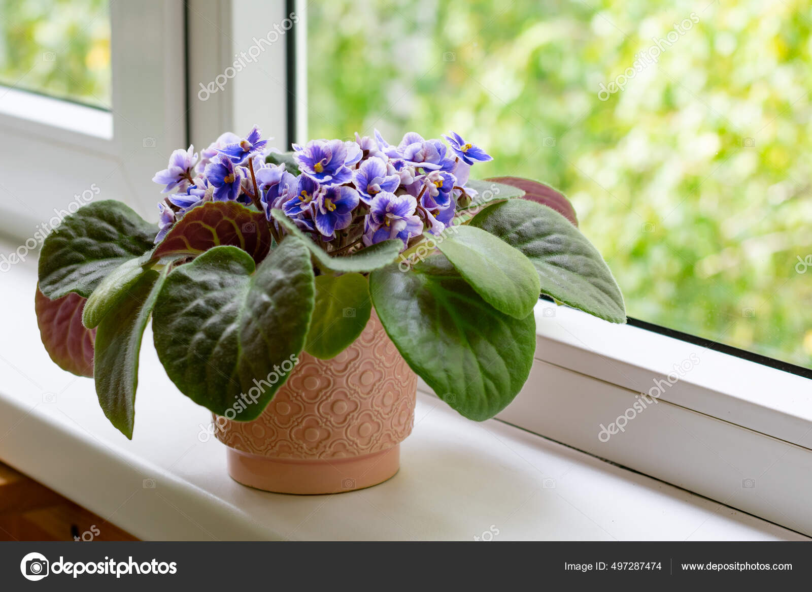 14 Gorgeous Indoor Plants That Bloom During Winter, image size:1600x1166