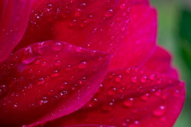 Yeşil bokeh etkisi arka planında bolca su damlası bulunan kırmızı yaprakların makro fotoğrafını çok yakından çek
