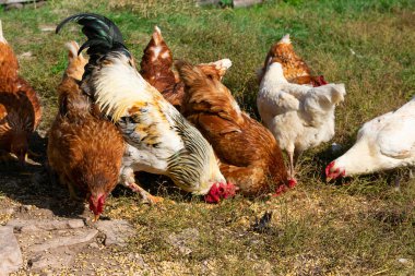 Evcil tavuk ve horoz sürüsü otluyor ve gagalıyor. Kır çiftliği.