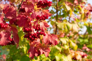 Bahçedeki çalıların üzerinde kırmızı viburnum meyveleri. Mevsimlik böğürtlen olarak bir dal kırmızı Viburnum. Sonbahar mevsiminde Viburnum böğürtlen.