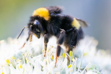 Siyah ve sarı kabarık yaban arısı küçük çiçeklerde polen topluyor. Makro fotoğraf.