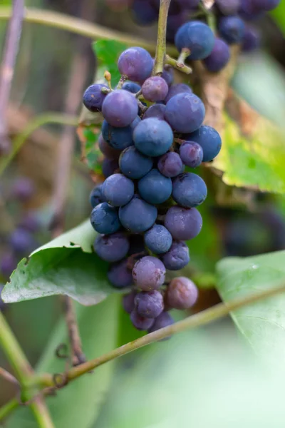 Uvas Vermelhas Violetas Maduras Suculentas Estão Penduradas Ramo Com Folhas — Fotografia de Stock