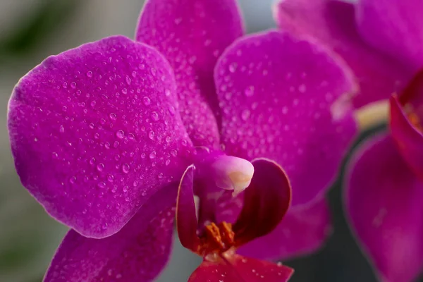 Vista Perto Belas Flores Orquídea Cor Magenta Brilhante Cultivo Orquídeas — Fotografia de Stock