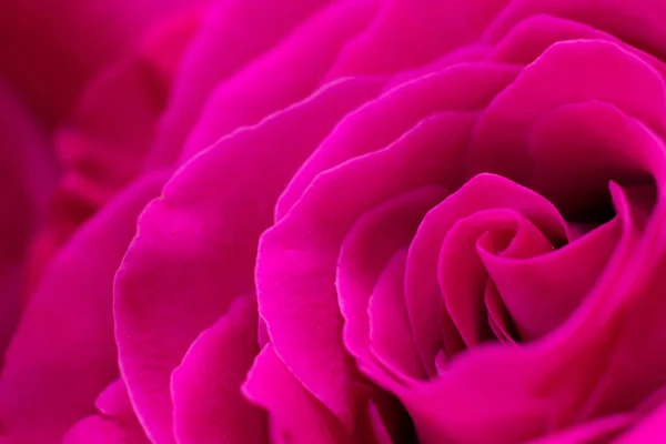 Delicado Magenta Colorido Macro Rosa Flor Espaço Cópia Elemento Design — Fotografia de Stock