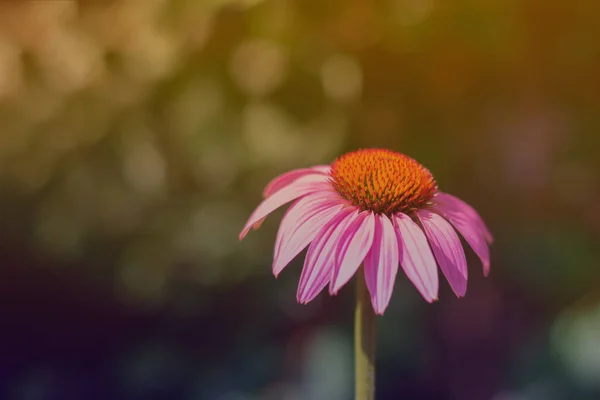 Fondo Gradiente Floral Con Espacio Copia Equinácea Coneflower Erizo Con — Foto de Stock