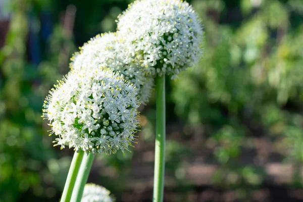 Large blooming onion plants with stem on bright sunlight and bokeh blurred background. Blossoming onion flowers.