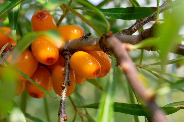 오렌지에 신맛이 열매와 어우러져 수확하고 재배하는 매크로 — 스톡 사진