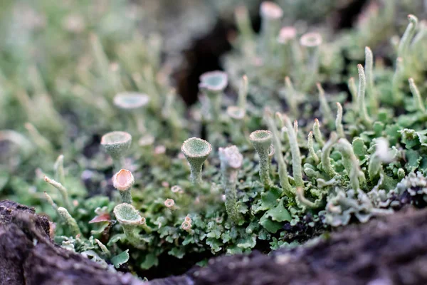 Cladonia Moss Adında Bir Lichen Bitkisi Skandinav Ormanında Yosun Benzeri — Stok fotoğraf