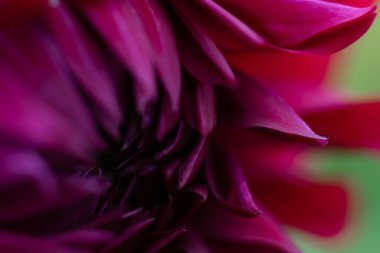 Bulanık bokeh arkaplan Makro yumuşak kırmızı yapraklı çiçek.