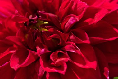 Sarı çekirdekli mevsimlik yıldız çiçeği ve parlak yaz güneş ışınlarında bol miktarda kırmızı taç yaprakları. Çiçek arkaplanı