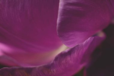 Pembe, narin lale çiçeklerinin Macro fotoğrafı. Çiçek arkaplanı yakın plan