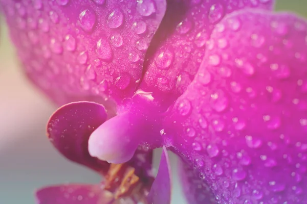 Getinte Achtergrond Gemaakt Van Close Uitzicht Bloeiende Magenta Gekleurde Orchidee — Stockfoto