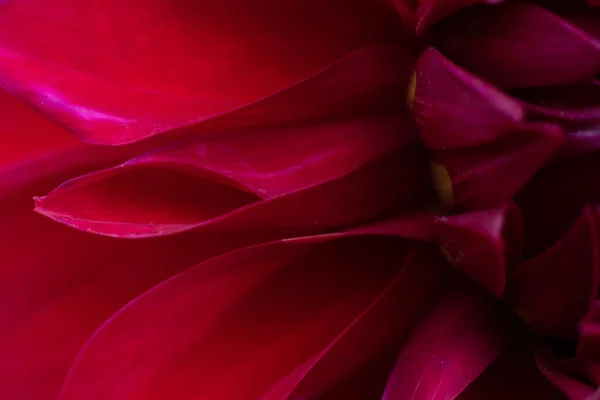 Красный Бордовый Цветок Георгины Тонкими Лепестками Качестве Цветочного Фона Часть — стоковое фото