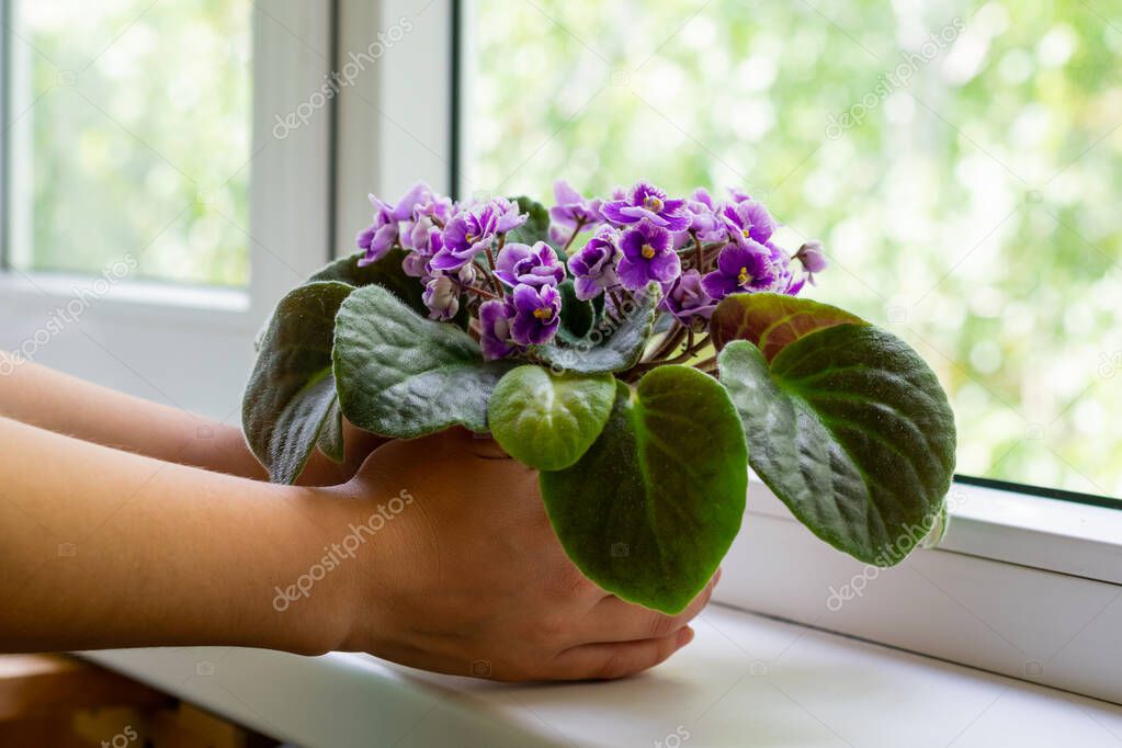 Young female hands hold flower pot with blossoming african violet flower saintpaulia with green leaves. 