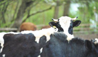 Çamur içinde ayakta boğa
